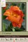 Happy Cleo CannaSol - Orange Petals & Gold Throats - 2 Rhizomes - 3/5 Eyes